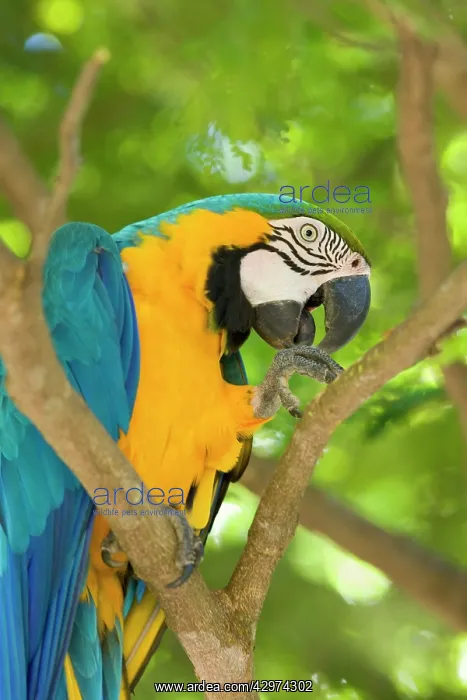 : Blue-and-Yellow Macaw / Blue-and-Gold Macaw - portrait : Blue-and-Yellow Macaw / Blue-and-Gold Macaw - portrait