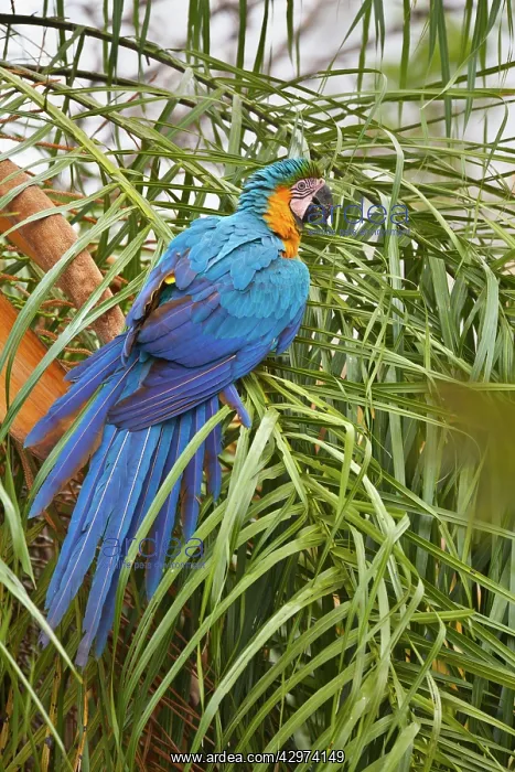 : Blue-and-Yellow Macaw / Blue-and-Gold Macaw - single : Blue-and-Yellow Macaw / Blue-and-Gold Macaw - single