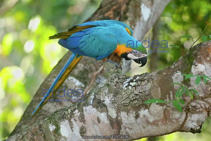 : Blue-and-Yellow Macaw / Blue-and-Gold Macaw - single : Blue-and-Yellow Macaw / Blue-and-Gold Macaw - single