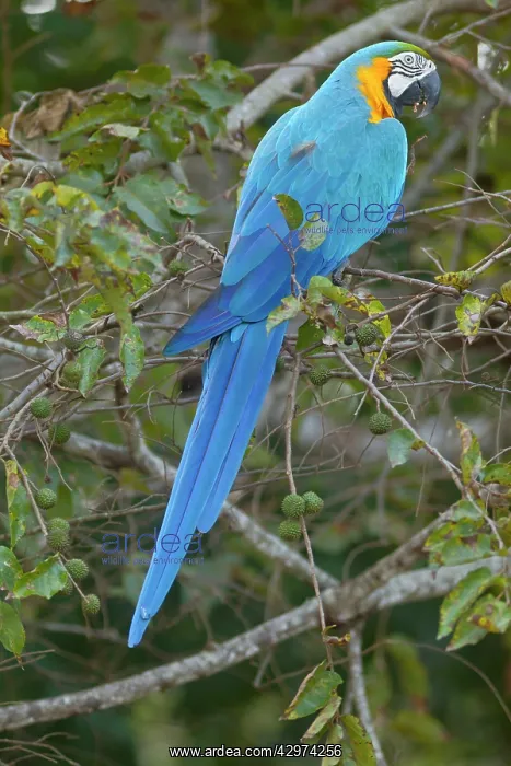 : Blue-and-Yellow Macaw / Blue-and-Gold Macaw - single : Blue-and-Yellow Macaw / Blue-and-Gold Macaw - single