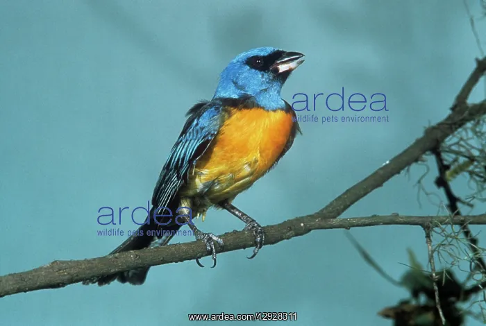  : Blue-and-yellow Tanager