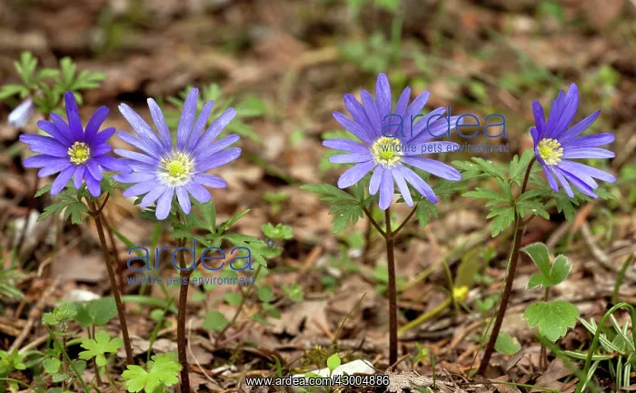 : Blue Anemones : Blue Anemones