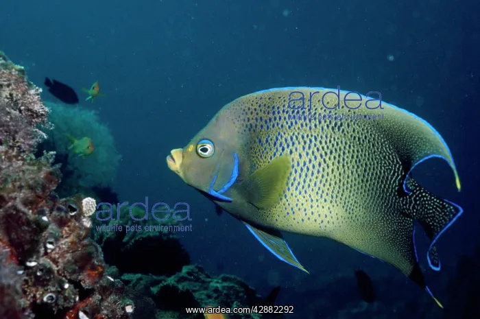 : BLUE ANGEL FISH : BLUE ANGEL FISH