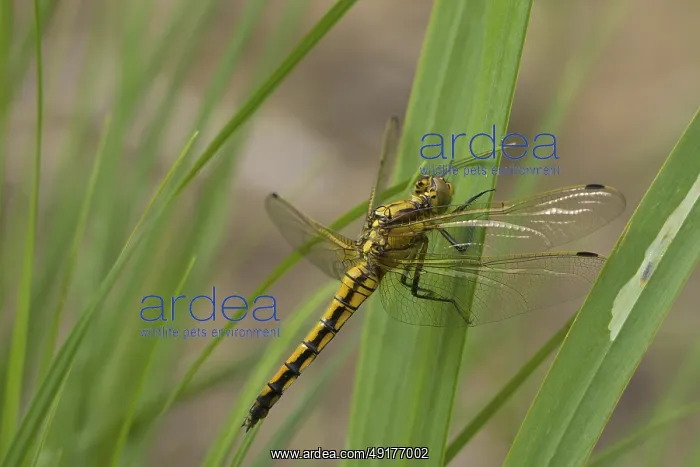 : Blue Arrow (Orthetrum cancellatum) : Blue Arrow (Orthetrum cancellatum)