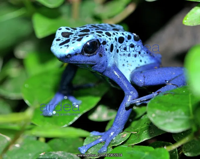 : Blue Arrow Poison Frog : Blue Arrow Poison Frog