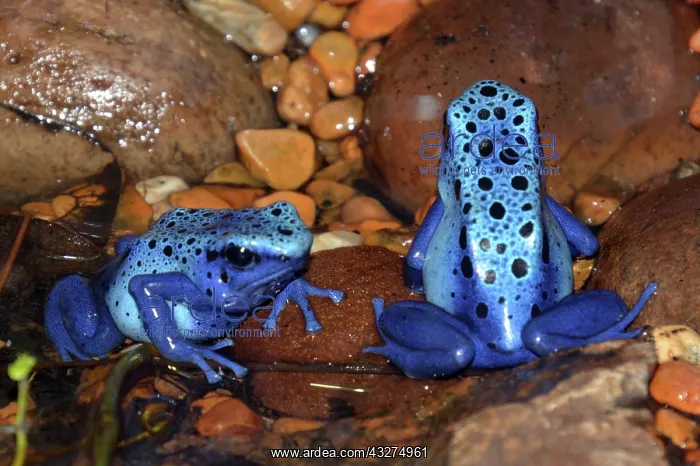  : Blue Arrow Poison Frogs, forests of Southern Surinam