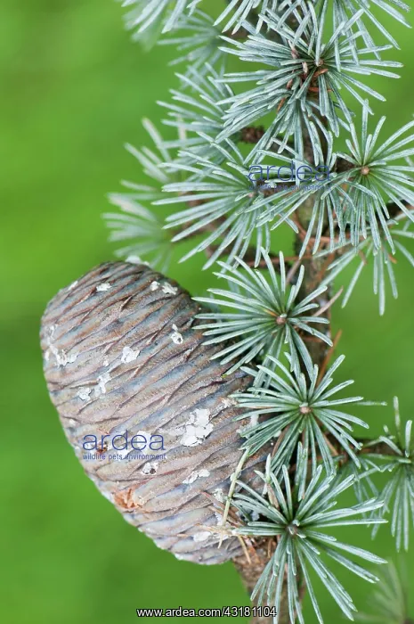 : Blue atlas cedar, Cedrus atlantica Glauca Group : Blue atlas cedar, Cedrus atlantica Glauca Group