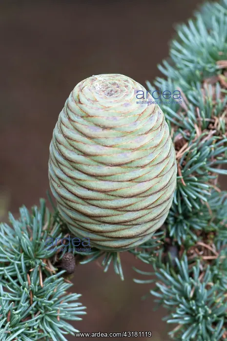 : Blue atlas cedar, Cedrus atlantica Glauca Group : Blue atlas cedar, Cedrus atlantica Glauca Group