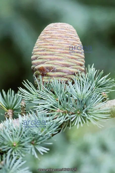  : Blue atlas cedar, Cedrus atlantica Glauca Group