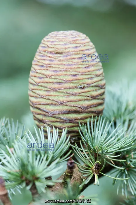 : Blue atlas cedar, Cedrus atlantica Glauca Group : Blue atlas cedar, Cedrus atlantica Glauca Group