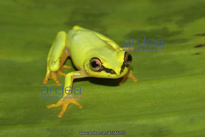 : Blue-back reed frog (Heterixalus madagascariensis) : Blue-back reed frog (Heterixalus madagascariensis)