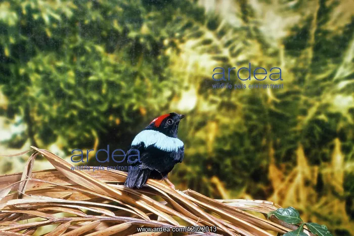 : Blue-backed Manakin - found in Tabago : Blue-backed Manakin - found in Tabago