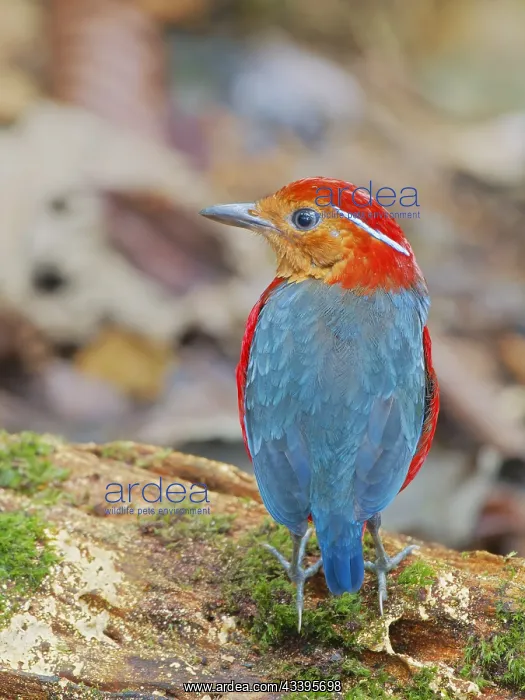 : Blue Banded Pitta Erythropitta arquata Sabah, Ma : Blue Banded Pitta Erythropitta arquata Sabah, Ma