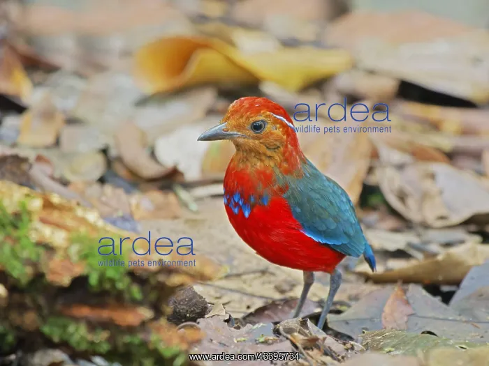 : Blue Banded Pitta Erythropitta arquata Sabah, Ma : Blue Banded Pitta Erythropitta arquata Sabah, Ma