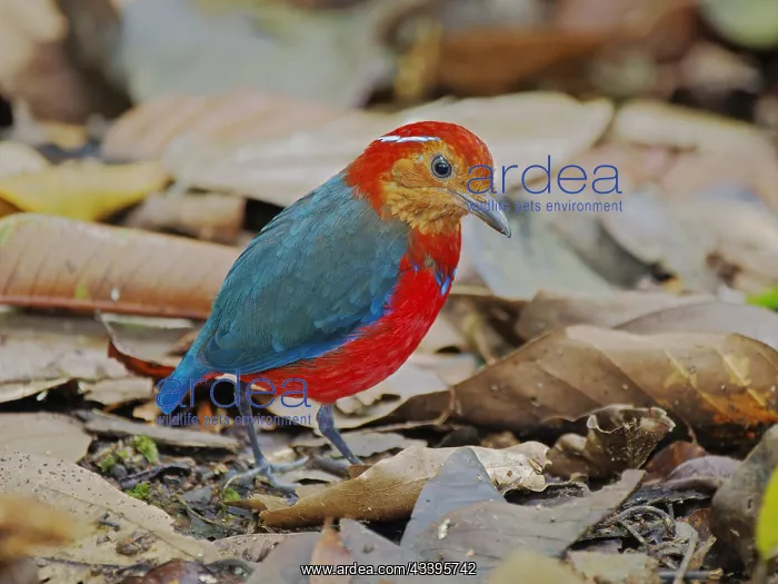 : Blue Banded Pitta Erythropitta arquata Sabah, Ma : Blue Banded Pitta Erythropitta arquata Sabah, Ma