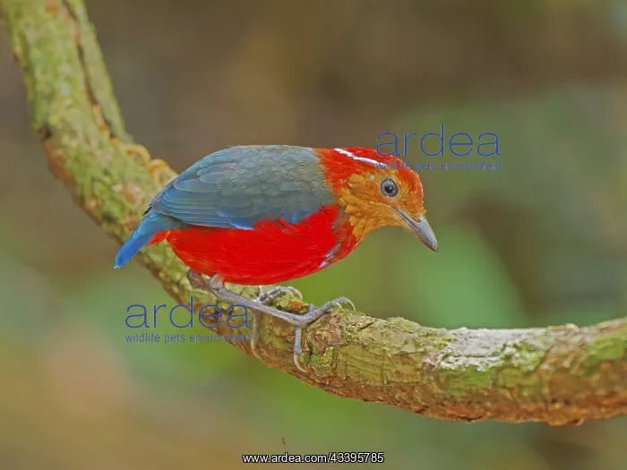: Blue Banded Pitta Erythropitta arquata Sabah, Ma : Blue Banded Pitta Erythropitta arquata Sabah, Ma