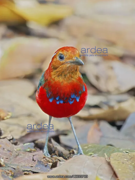 : Blue Banded Pitta Erythropitta arquata Sabah, Ma : Blue Banded Pitta Erythropitta arquata Sabah, Ma