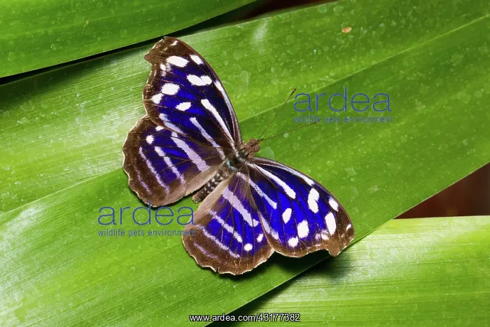 : Blue-banded Purplewing Butterfly : Blue-banded Purplewing Butterfly