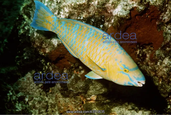 : BLUE BARRED PARROTFISH - Female : BLUE BARRED PARROTFISH - Female