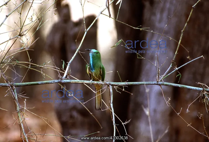 : BLUE-BEARDED BEE-EATER - on branch : BLUE-BEARDED BEE-EATER - on branch