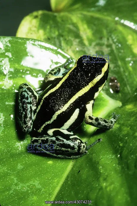 : Blue-bellied Poison Dart Frog : Blue-bellied Poison Dart Frog