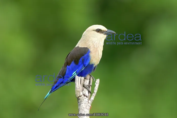 : Blue-bellied Roller : Blue-bellied Roller