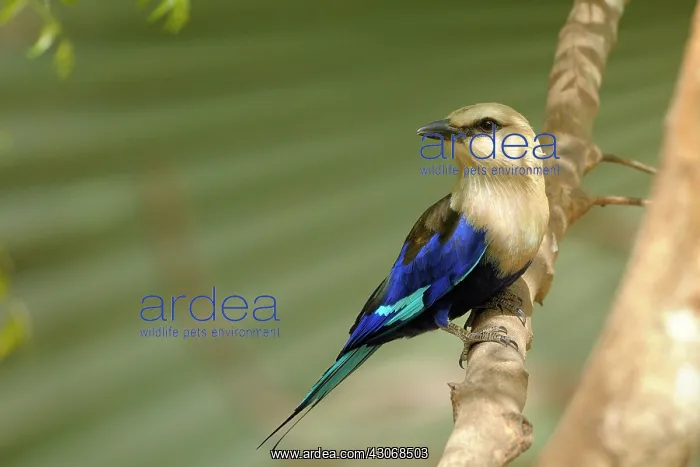 : Blue-bellied Roller : Blue-bellied Roller