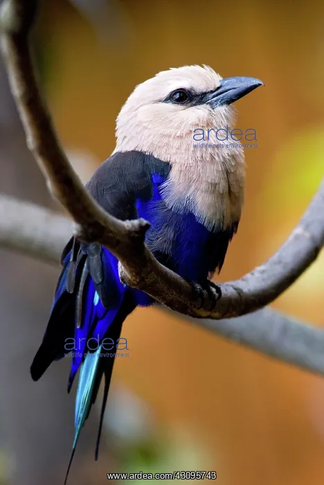 : Blue-bellied Roller : Blue-bellied Roller