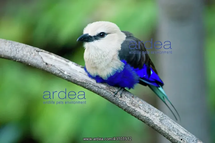 : Blue-Bellied Roller : Blue-Bellied Roller