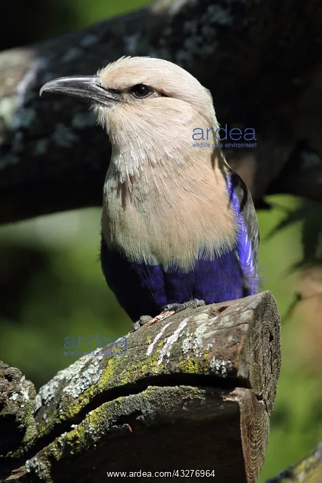 : Blue-bellied Roller (Coracias cyanogaster) on a : Blue-bellied Roller (Coracias cyanogaster) on a