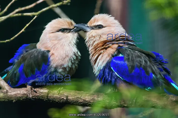 : Blue - bellied Roller, pair courtship displaying : Blue - bellied Roller, pair courtship displaying