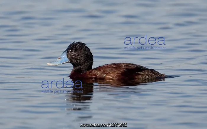 : Blue-billed Duck - Male : Blue-billed Duck - Male