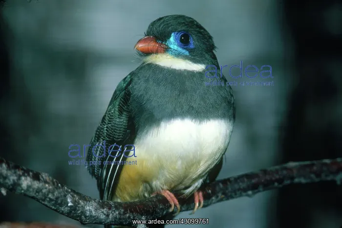 : Blue-billed Trogon : Blue-billed Trogon