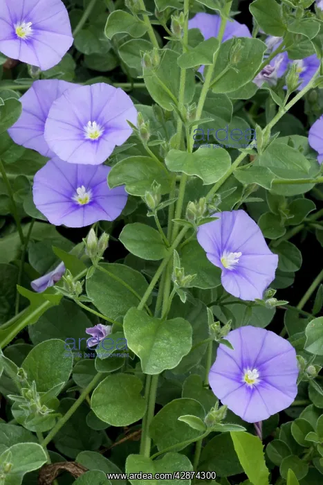 : A blue bindweed from S. Europe and N. Africa : A blue bindweed from S. Europe and N. Africa