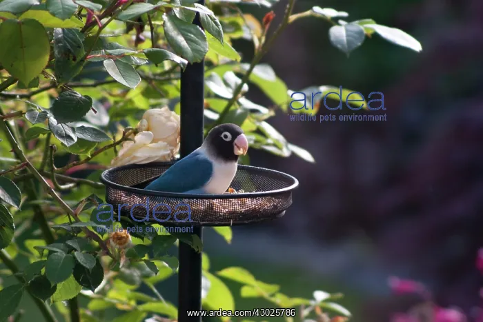 : Blue Black-Cheeked Lovebird escaped bird on garden : Blue Black-Cheeked Lovebird escaped bird on garden