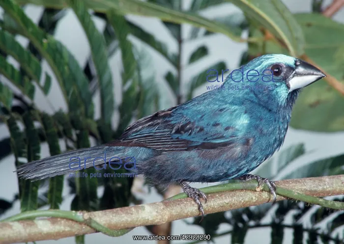 : Blue-black Grosbeak : Blue-black Grosbeak