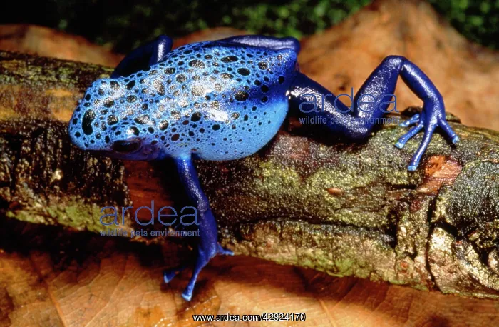 : BLUE & BLACK POISON ARROW / DART FROG : BLUE & BLACK POISON ARROW / DART FROG