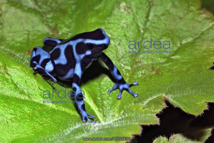 : Blue and black Poison Dart Frog (Dendrobates : Blue and black Poison Dart Frog (Dendrobates