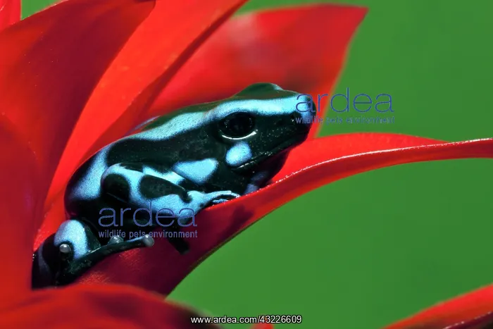 : Blue and black Poison Dart Frog, Panama : Blue and black Poison Dart Frog, Panama