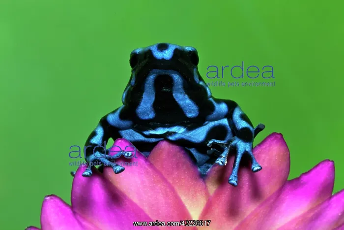 : Blue and black Poison Dart Frog, Panama : Blue and black Poison Dart Frog, Panama