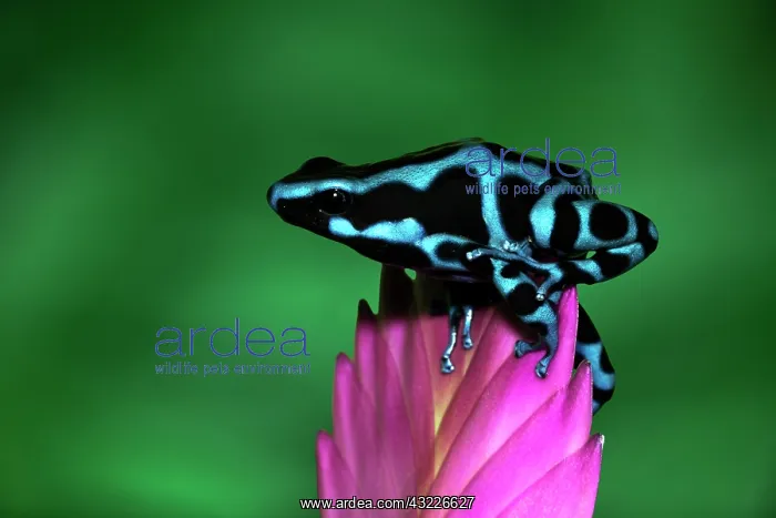 : Blue and black Poison Dart Frog, Panama : Blue and black Poison Dart Frog, Panama