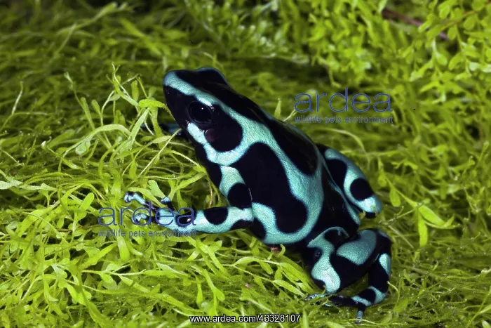 : Blue and black Poison Dart Frog, Panama : Blue and black Poison Dart Frog, Panama