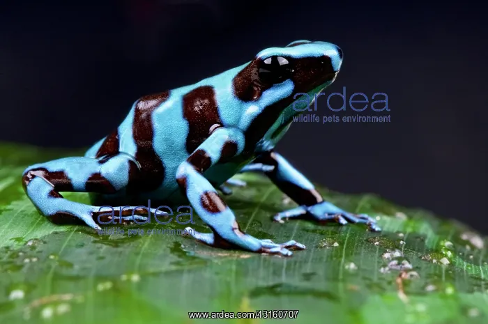 : Blue and black poison frog (Dendrobates auratus) : Blue and black poison frog (Dendrobates auratus)