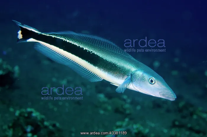 : Blue Blanquillo - Coral Garden dive site, Tulamben : Blue Blanquillo - Coral Garden dive site, Tulamben