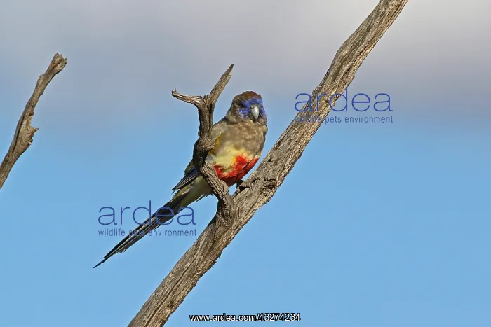 : Blue Bonnet A4351 2