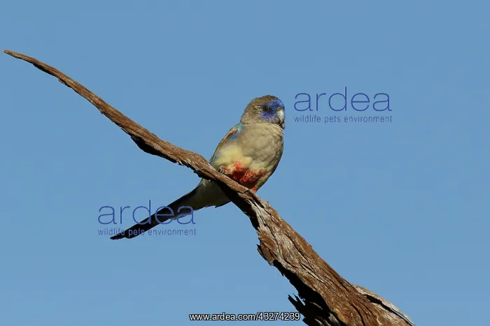  : Blue Bonnet A4352 2
