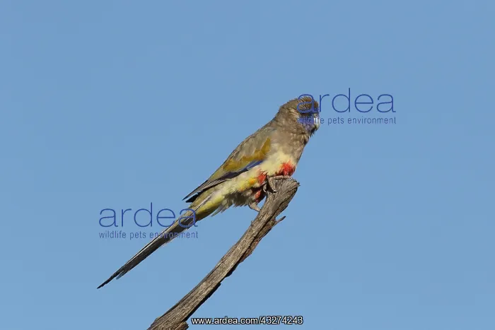  : Blue Bonnet A4359 2