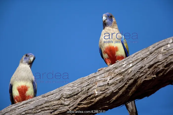 : Blue Bonnet / Bluebonnet / Bluebonnet Parrot or : Blue Bonnet / Bluebonnet / Bluebonnet Parrot or