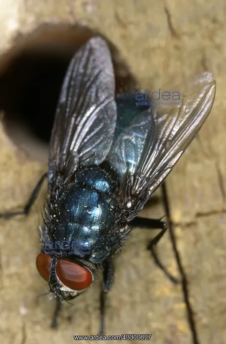 : Blue Bottle (Calliphora vomitoria) on wood, Bel : Blue Bottle (Calliphora vomitoria) on wood, Bel