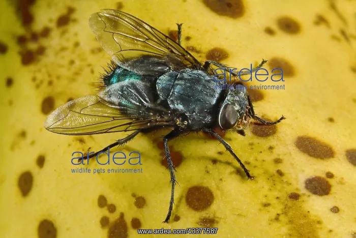  : Blue Bottle Fly, Calliphora vicina, on Banana